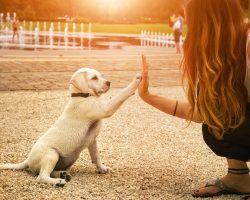 Labrador Welpe und junge Frau geben sich ein High Five Welpentraining